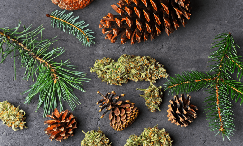 Learn about Terpenes